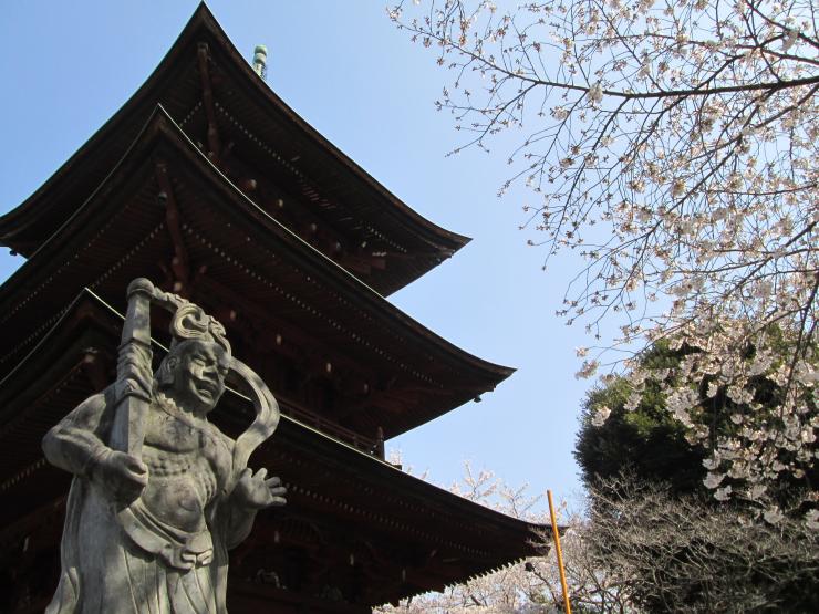 西福寺桜