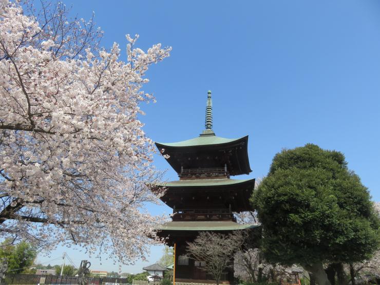 西福寺桜