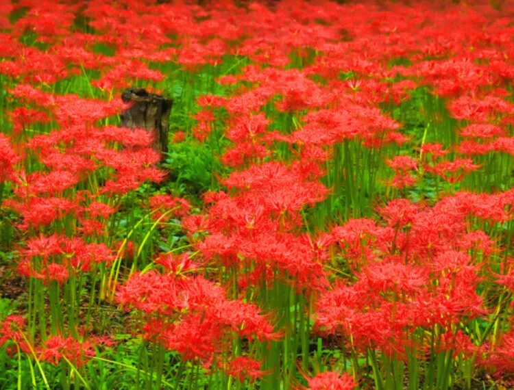 府中市郷土の森