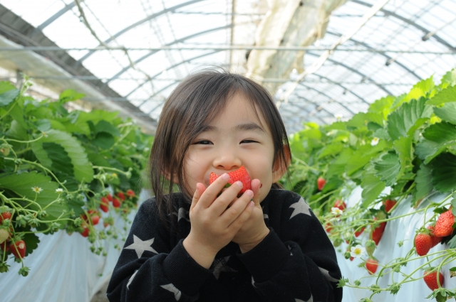 いちご狩り(イメージ)