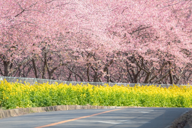 三浦海岸河津桜