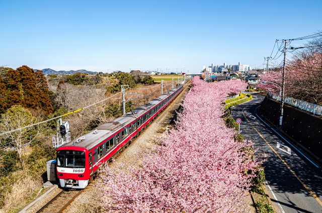 三浦海岸河津桜
